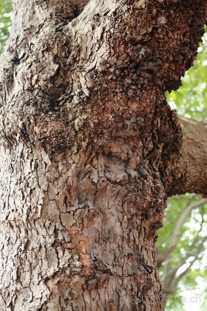 EOS 5D Mark II08_06_20148311.JPG